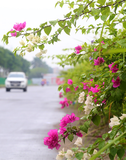 Dải phân cách nhỏ hai bên đường được trồng các loại hoa giấy khác nhau vô cùng xanh tốt.
