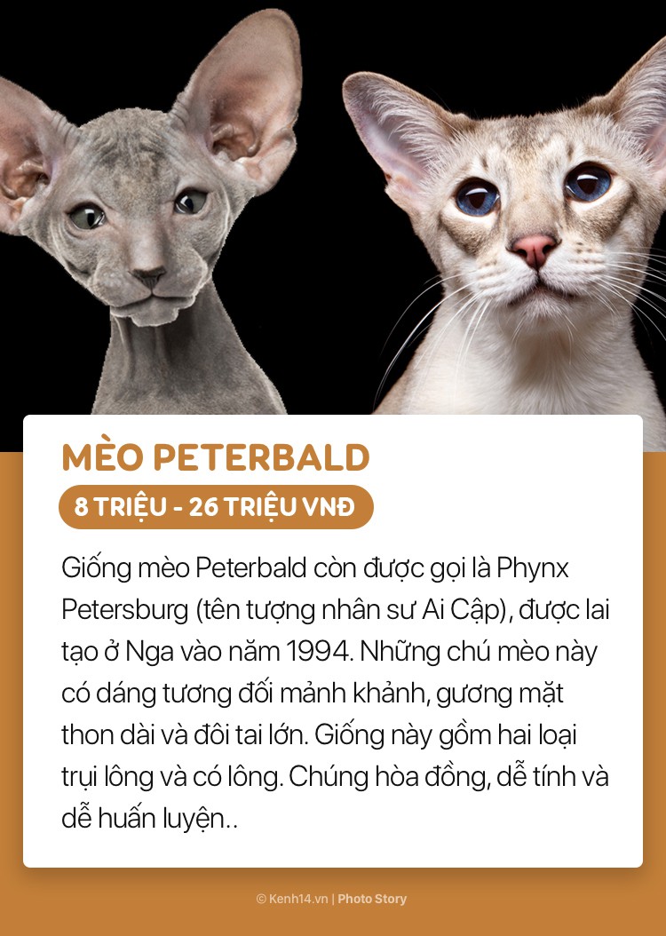 Mèo Peterbald là một giống mèo nhà có nguồn gốc từ nước Nga, được biết đến là một trong những giống mèo hiếm và đắt nhất hành tinh. Chúng gây ấn tượng bởi bộ lông độc đáo và dáng vẻ thanh lịch hiếm có. (Nguồn: Kenh14.vn)