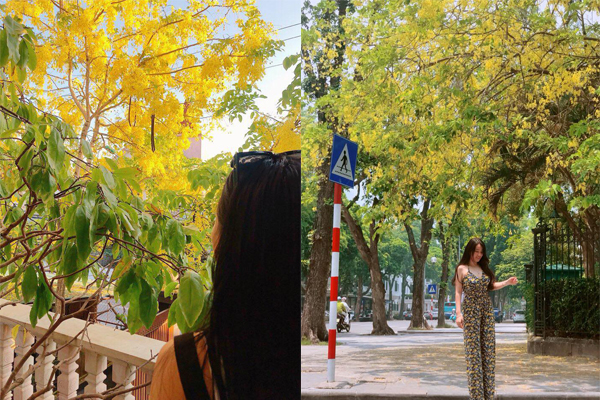 Nao lòng mùa muồng hoàng yến vàng rực góc trời Hà Nội đẹp hơn phim Hàn Quốc 