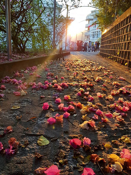 Đi qua khu Giảng đường G7, bạn sẽ được đắm mình vào một không gian lãng mạn của những chùm hoa giấy rải đầy con đường.