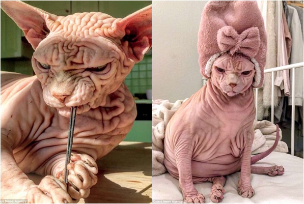 Chú mèo hồng không lông "chiếm sóng" mạng xã hội với khuôn mặt như thể luôn giận dữ