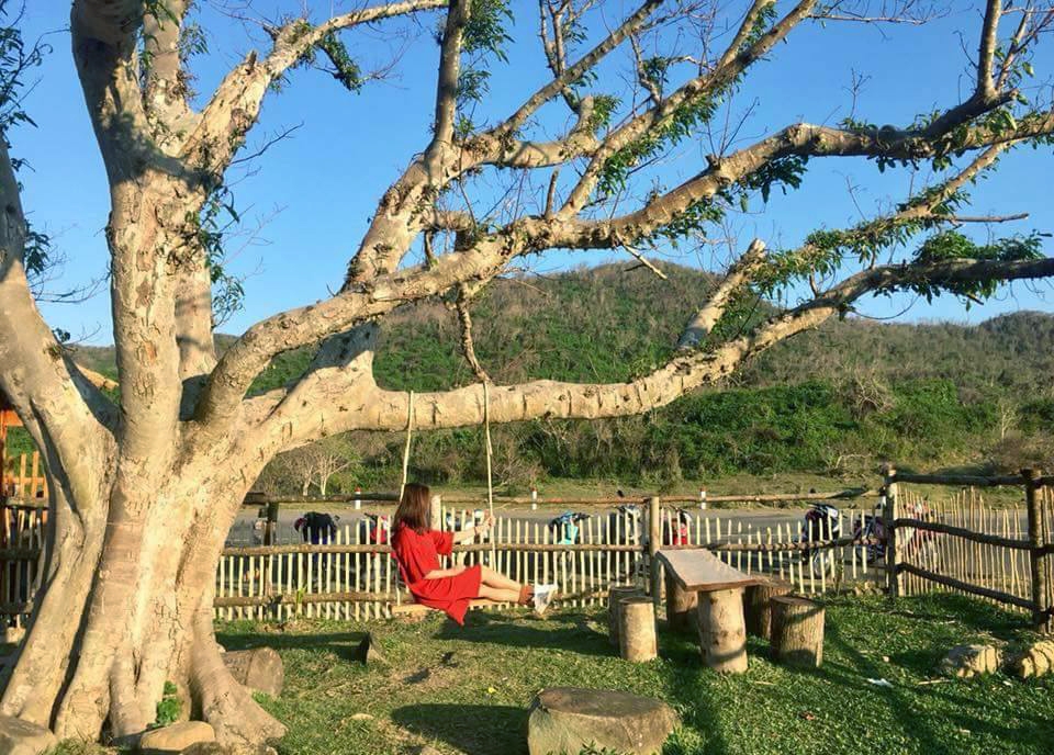 Chỉ có hai cây sung gần Mũi Điện mà giới trẻ phải lặn lội về Phú Yên check in cho bằng được