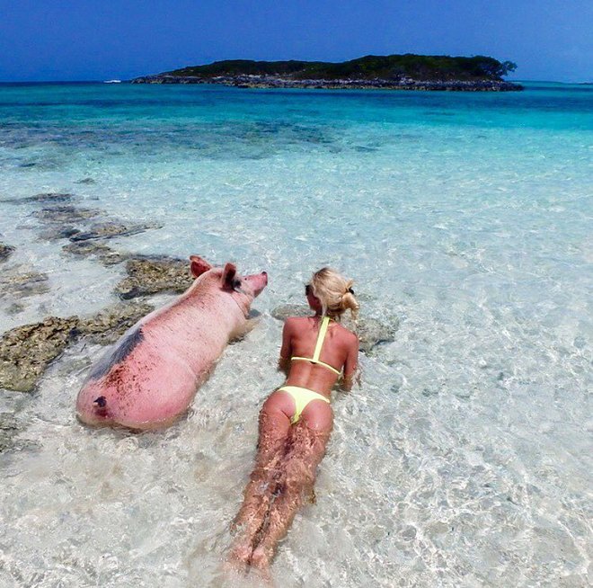 Bơi giỏi, xinh xắn, biết lân la xin ăn, đàn lợn nổi tiếng nhất Bahamas lại gây sốt vì "cute" quá sức!