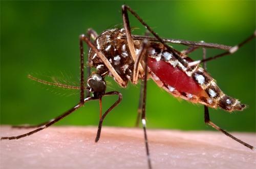 Thả muỗi mang vi khuẩn Wolbachia để tiêu diệt muỗi gây sốt xuất huyết