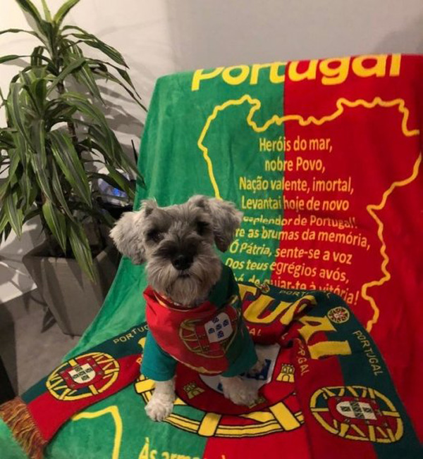 Chú cún cưng fan đội tuyển Bồ Đào Nha này cũng ngầu ghê!