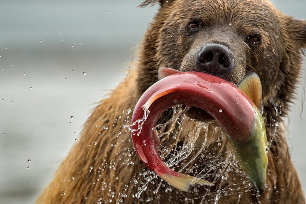 Tác phẩm "Gấu và cá hồi" chụp tại vùng hồ Kuril ở nước Nga của nhiếp ảnh gia Roie Galitz.
