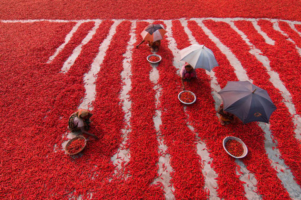 Tác phẩm "Cánh đồng ớt đỏ" do nhiếp ảnh gia Azim Khan Ronnie chụp tại Bogra, Bangladesh.