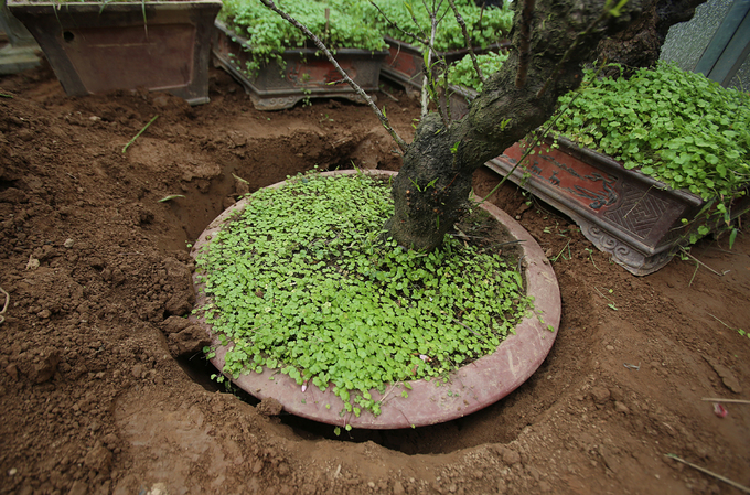 Đào Thất Thốn sống hàng chục năm trong chậu, cả lúc thời tiết thất thường cũng được chôn cả chậu xuống đất để giữ nhiệt độ, độ ẩm.