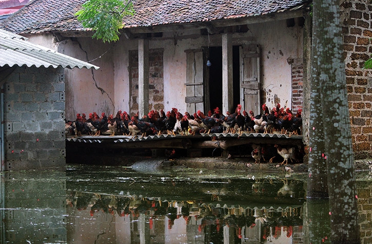 Phần lớn các gia đình thì vẫn ở lại để trông giữ tài sản, vật nuôi. Một gia đình ở thôn Nam Hải (xã Nam Phương Tiến) phải nhường nhà ở cho gà để tránh dòng nước lớn, chủ nhà thì ở tạm nhà hàng xóm không bị ngập.