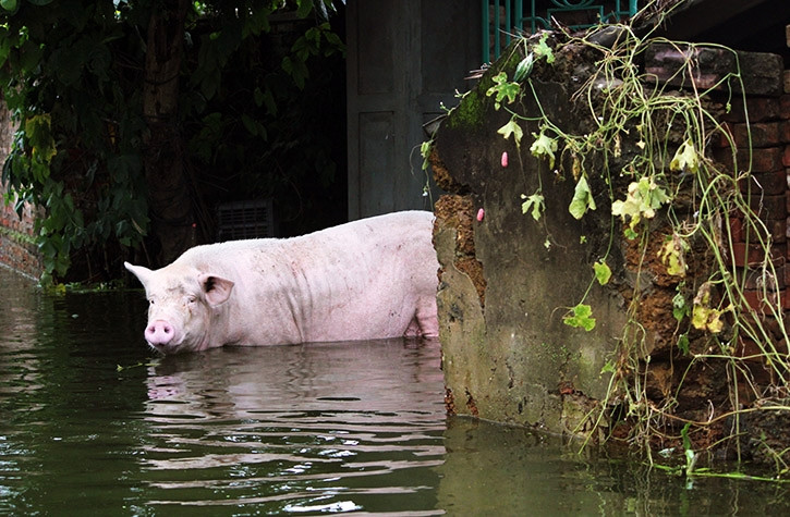 Tại những khu nước ngập sâu ở Nam Phương Tiến, một số gia đình không kịp sơ tán gia súc, để lợn đi lại lung tung trong nước lũ.