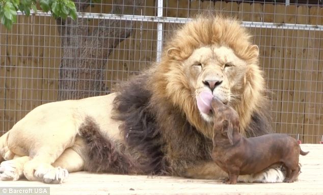2. Chú sư tử Bonedigger: 5 năm qua, chú sư tử này chơi với... chó ở công viên động vật GW Exotic ở Wynnewood, Oklahoma, Mỹ.