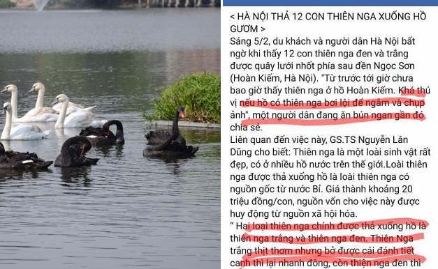 Trái với tin đồn bị "làm thịt, đánh tiết canh", đàn thiên nga từ Hồ Gươm về hồ Thiền Quang tung tăng bơi lội