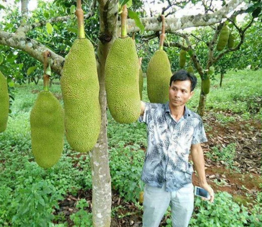 Mít siêu dài Malaysia là loại cây khá dễ trồng, cây giống có thể tìm mua tại một số cửa hàng giống cây trồng.