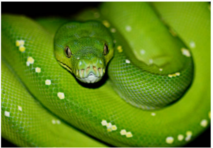 22 cảnh tượng tại Úc khiến người sợ rắn cảm giác như đang ở địa ngục