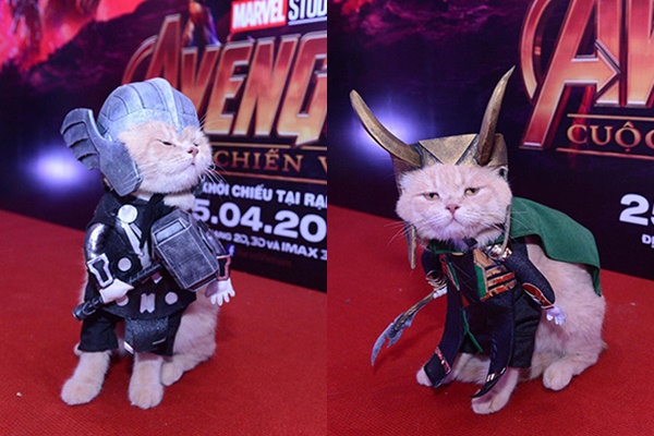 "Hoàng Thượng" Chó cosplay cả dàn siêu anh hùng trên thảm đỏ ra mắt Avengers khiến dân tình náo loạn