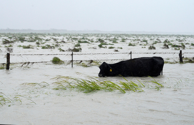 Một con bò trên mình vẫn còn đính tem nông trại chật vật để giữ đầu trên mặt nước gần Fulton.