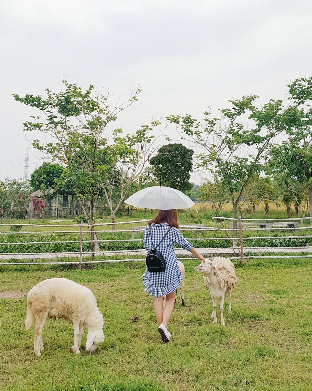Cần gì phải đi xa Vũng Tàu hay Đà Lạt, trang trại cừu phiên bản Hàn Quốc đẹp ngỡ ngàng chỉ ở ngay sát sạt Sài Gòn