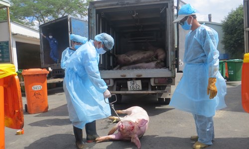 23 cán bộ thú y bị kỷ luật trong vụ 4.000 con lợn bị tiêm thuốc an thần, phải tiêu hủy