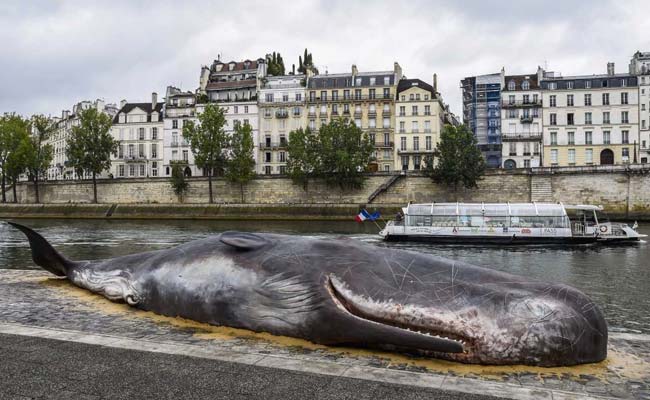 Cư dân Paris sốc vì chú cá voi hàng chục tấn mắc cạn... bên bờ sông Saint