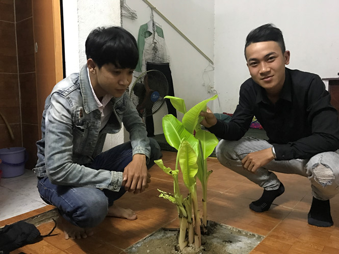 Đến phòng trọ có "cây chuối thần" của sinh viên Đà Nẵng để khám phá bí ẩn dưới nền nhà