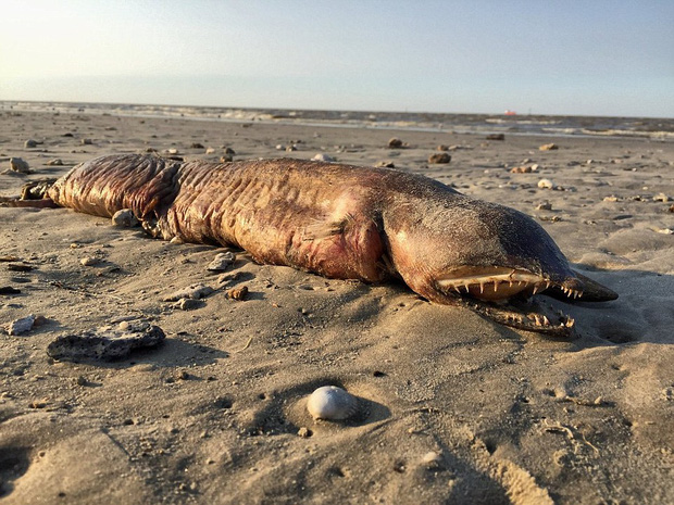 Người Mỹ hoang mang về loài sinh vật biển cổ quái dạt vào bờ sau siêu bão Harvey