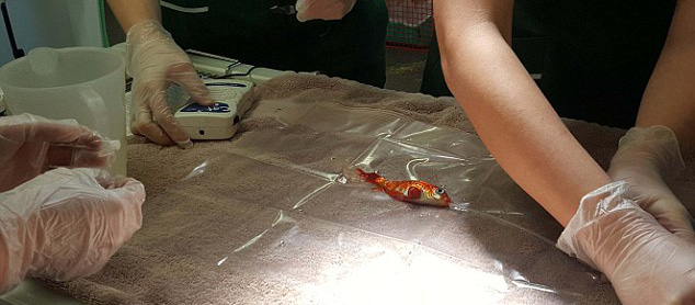 Chi gần chục triệu đồng phẫu thuật cứu sống chú cá vàng cưng 20 tuổi