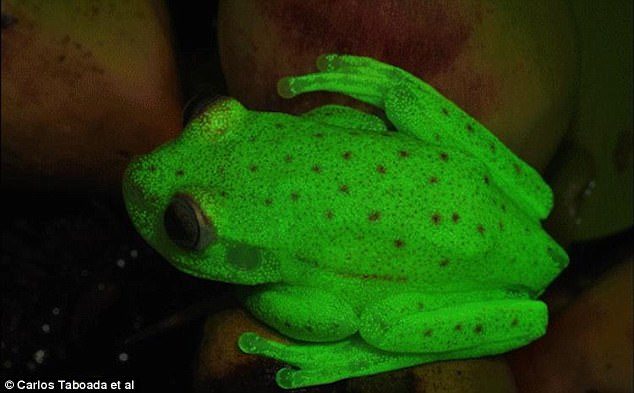 Loài ếch lạ phát ánh sáng xanh được giới khoa học toàn cầu lần đầu tìm thấy