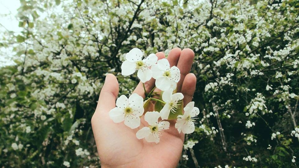Tháng 4 - Mùa hoa lê nở rộ trên đất Cao Bằng