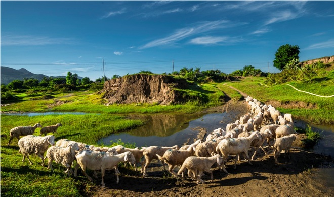 34.2. Đàn cừu