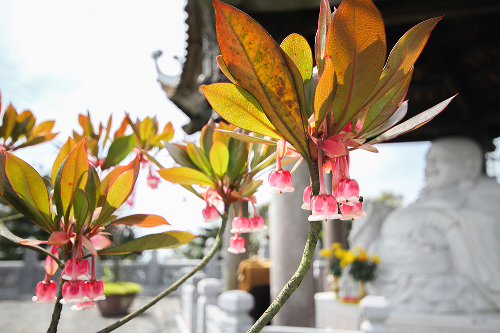 Trong đó, đào chuông là hoa độc và lạ nhất trên Bà Nà với những cánh chúm chím màu hồng tạo hình tựa chiếc chuông nhỏ nhắn. Đây là loài hoa hiếm, chỉ sinh trưởng ở những vùng đất có độ cao từ 1.400 m trở lên.