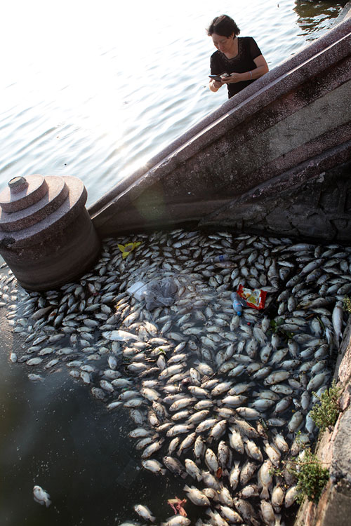 Nguyên nhân gì khiến cá ở Hồ Tây chết hàng loạt?