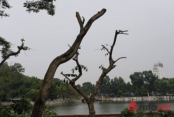 Như vậy, sau gần 1 tháng có quyết định của Sở Xây dựng Hà Nội, hàng cây cổ thụ trên đường Kim Mã đã chính thức được thi công di dời.