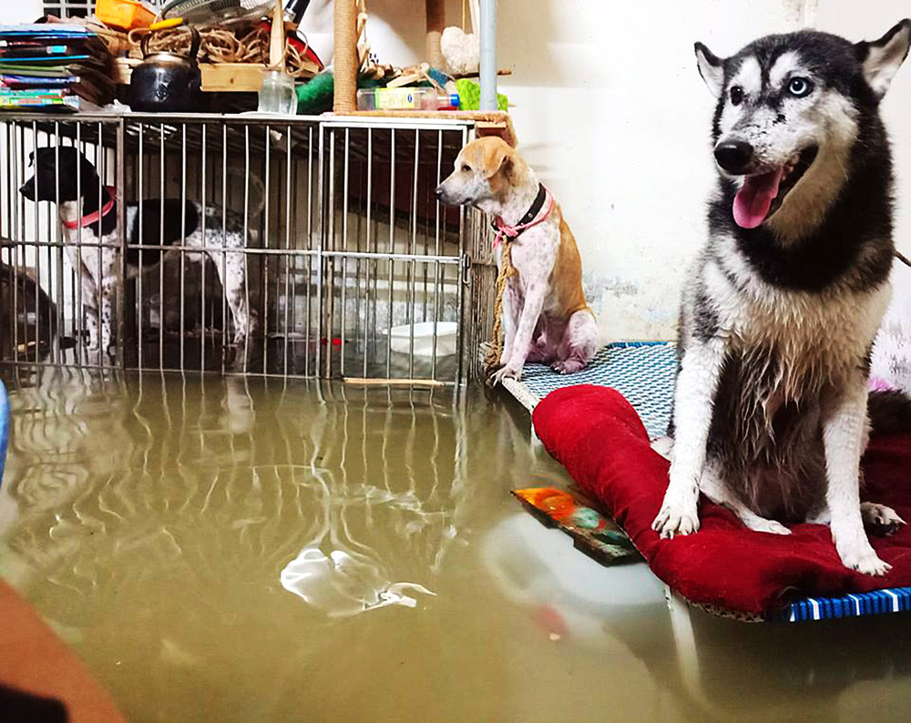 "Mình rất lo lắng không biết gửi những chú chó của mình đi đâu, nước ngày càng dâng cao, mình sợ chúng sẽ bị ngập ướt.", bạn Kỳ Nhất Quyền ở quận Thủ Đức chia sẻ đầy lo lắng.