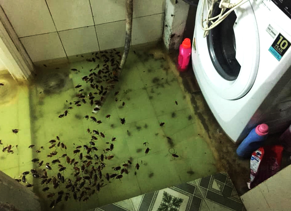 Không chỉ rác thải, một nhà dân ở huyện Bình Chánh còn đầy xác côn trùng trôi trong nhà khiến người dân lo lắng ô nhiễm môi trường. (Ảnh FB: Phương Linh)