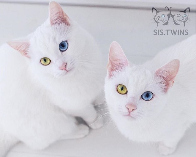 Cặp mèo song sinh với đôi mắt hai màu huyền ảo trở thành hot Instagram