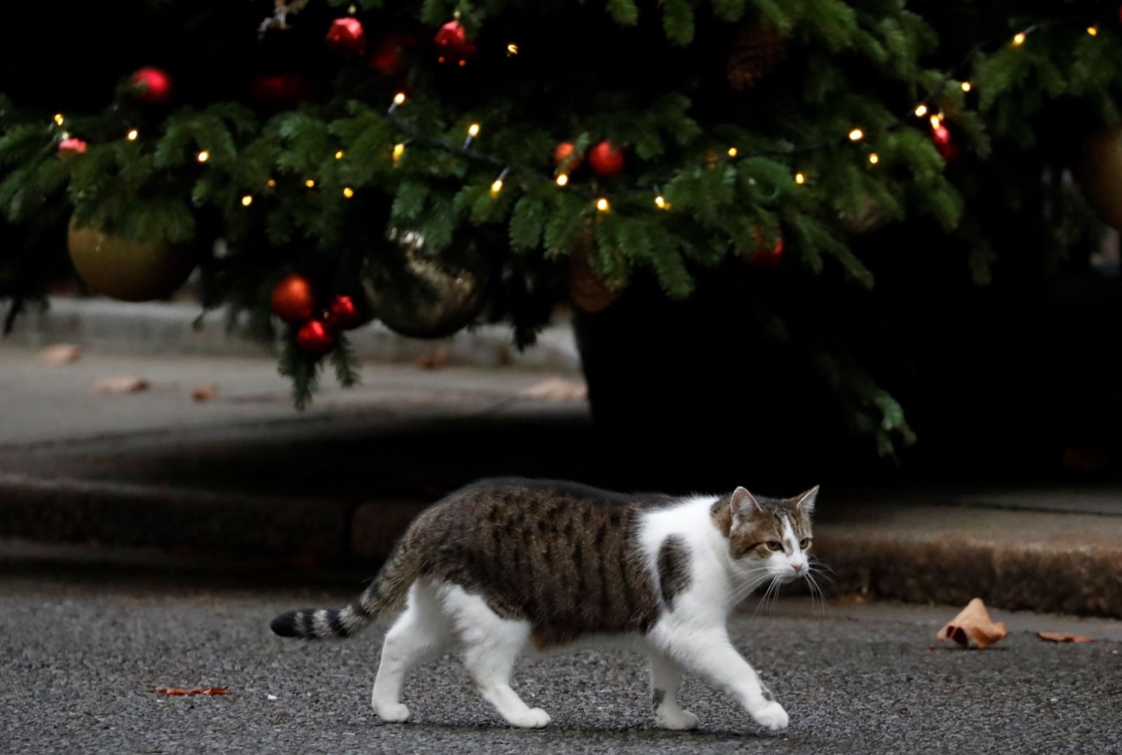 Chú mèo Larry sống trong Phủ Thủ tướng Anh ở số 10 phố Downing, London đang dạo bước dưới chân cây thông. (Ảnh: AFP)