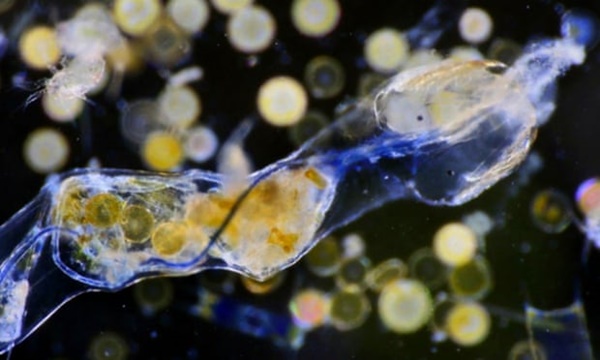 Phát hiện hạt vi nhựa ở vực Mariana - Nơi sâu nhất thế giới cũng đã bị ô nhiễm?