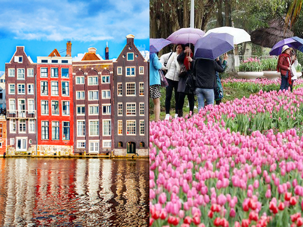 Nghỉ lễ này cần gì đi đâu xa khi ngay ngoại thành Hà Nội có một Amsterdam thơ mộng, một thiên đường hoa tulip rực rỡ này