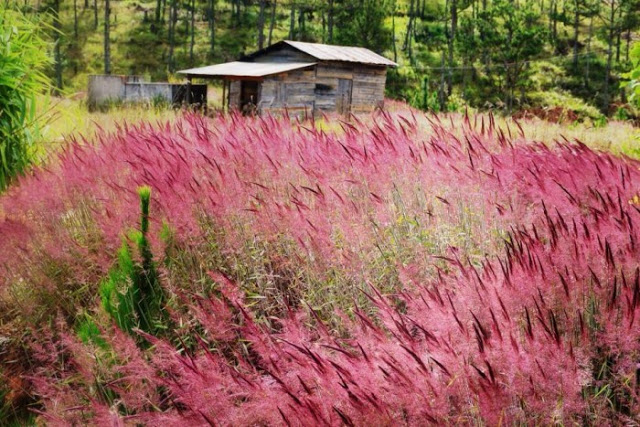 Đà Lạt xuất hiện &quot;siêu phẩm&quot; hạ gục mọi con tim: Đồi cỏ hồng đuôi chồn đẹp  tựa xứ Nhật Bản