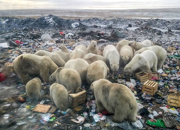 Gấu Bắc Cực đang phải đối mặt với hiểm nguy từ rác thải nhựa, hãy xem hình ảnh này để nhận thức rõ hơn về tác động của con người đến động vật hoang dã và môi trường.