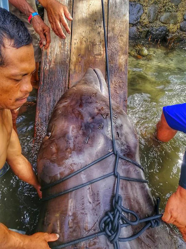 Xót xa phát hiện 40 kg rác nhựa trong bụng chú cá voi con xấu số dạt vào bờ biển Philippines
