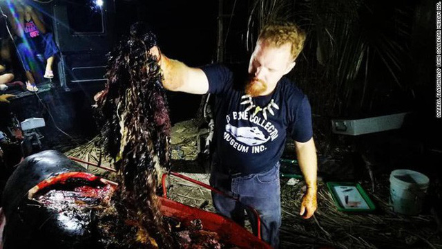 Xót xa phát hiện 40 kg rác nhựa trong bụng chú cá voi con xấu số dạt vào bờ biển Philippines