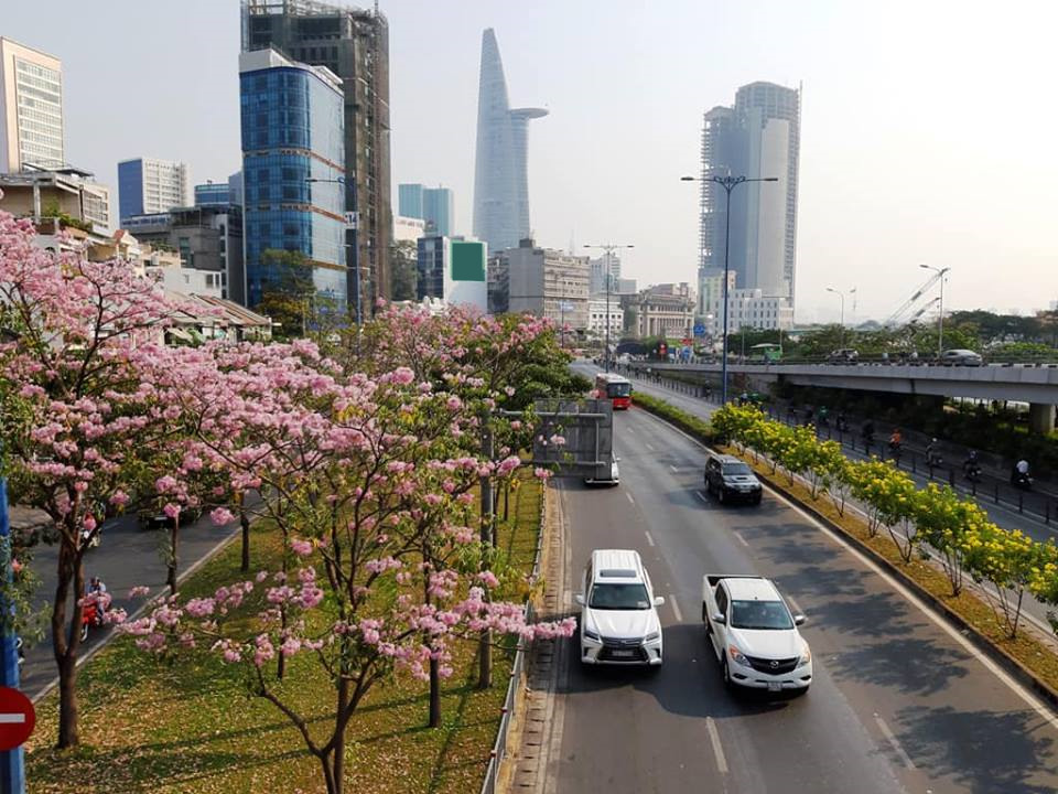 Mùa hoa kèn hồng nở sớm, cả Sài Gòn rực một góc trời như trong phim