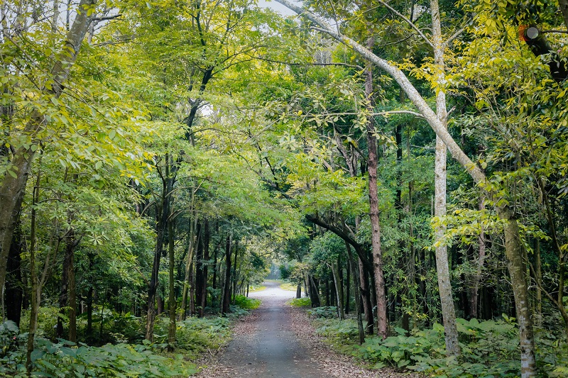 Muốn ngắm hoa trầu rụng nơi rừng thực nghiệm siêu lãng mạn, đăng ký vào ĐH Lâm nghiệp Hà Nội ngay