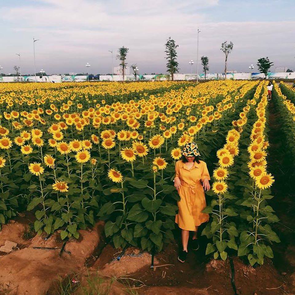 Đứng ngồi không yên trước Cánh đồng hoa hướng dương rộng 18.000m2 đang nở rộ ở ngoại ô Sài Gòn