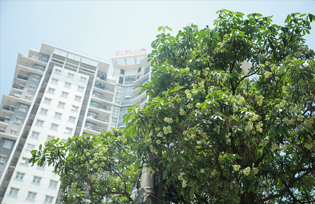 Người Hà Nội ngỡ ngàng với hoa sữa trái mùa giữa tháng 5 nắng gắt, chuyên gia nói gì?