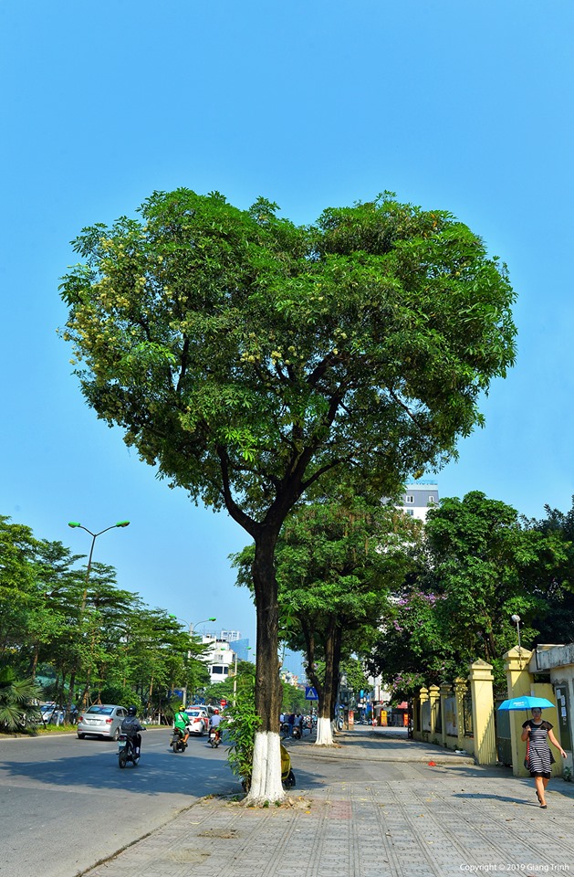 Dân tình xôn xao hình ảnh cây hoa sữa hình trái tim hot nhất Hà Nội