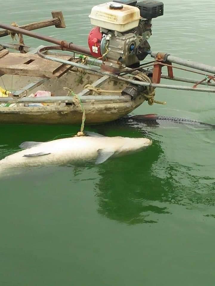 Cận cảnh người dân Yên Bái bắt cá trắm "siêu to khổng lồ", nặng gần nửa tạ trên hồ Thác Bà