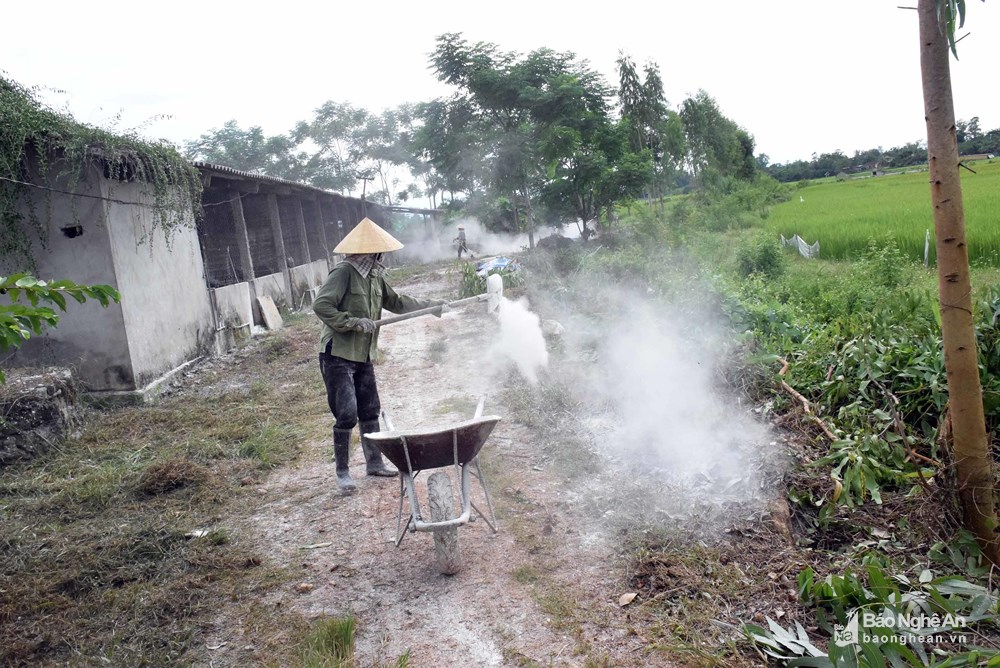 Tiêu hủy số lượng lợn nhiễm dịch tả châu Phi nhiều nhất từ trước đến nay ở Nghệ An