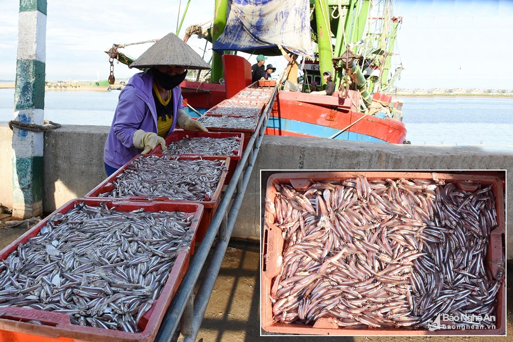 Vươn khơi sao bão, ngư dân Hoàng Mai trúng đậm cá trỏng, lãi hàng trăm triệu đồng